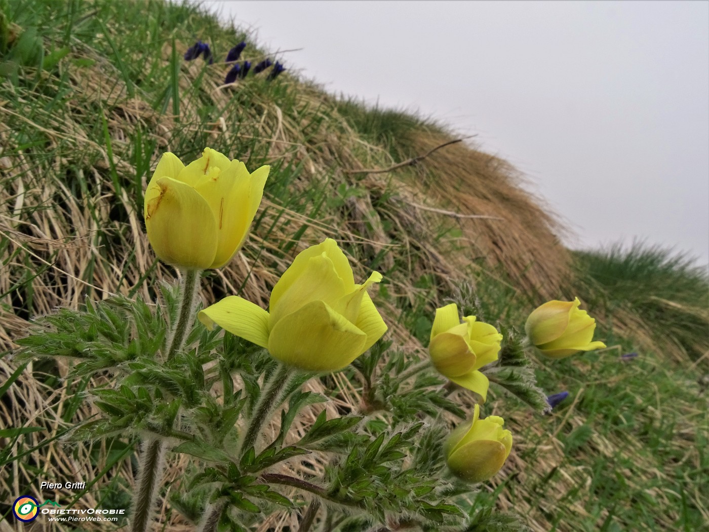 32 Accanto alla Gentiana acaulis inizia la fioritura di Pulsatilla alpina sulphurea (Anemone sulfureo).JPG